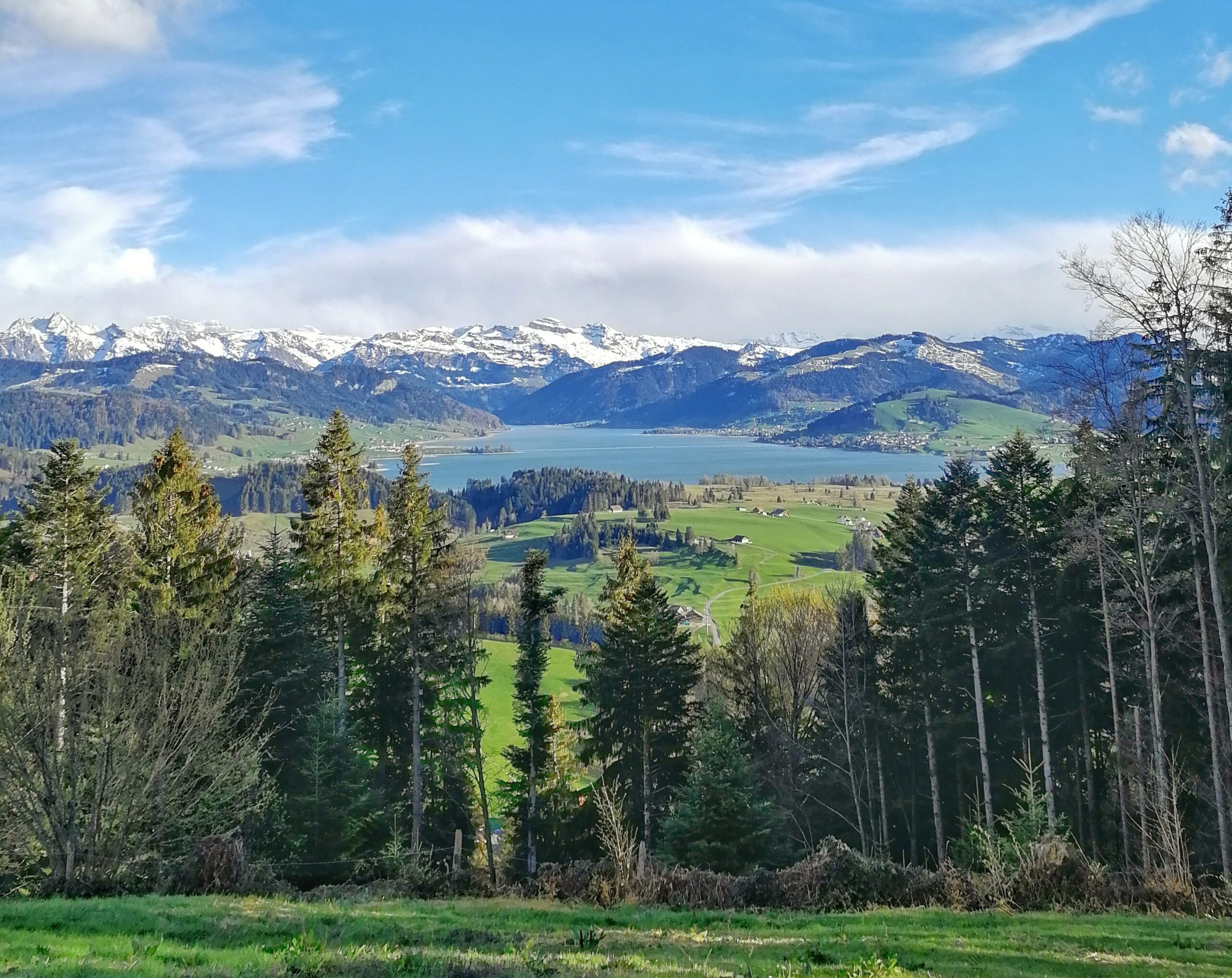 grüne schwyz
